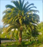 Phoenix canariensis. Взрослое растение. Абхазия, г. Новый Афон, в культуре. 5 ноября 2011 г.