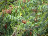 Ailanthus altissima