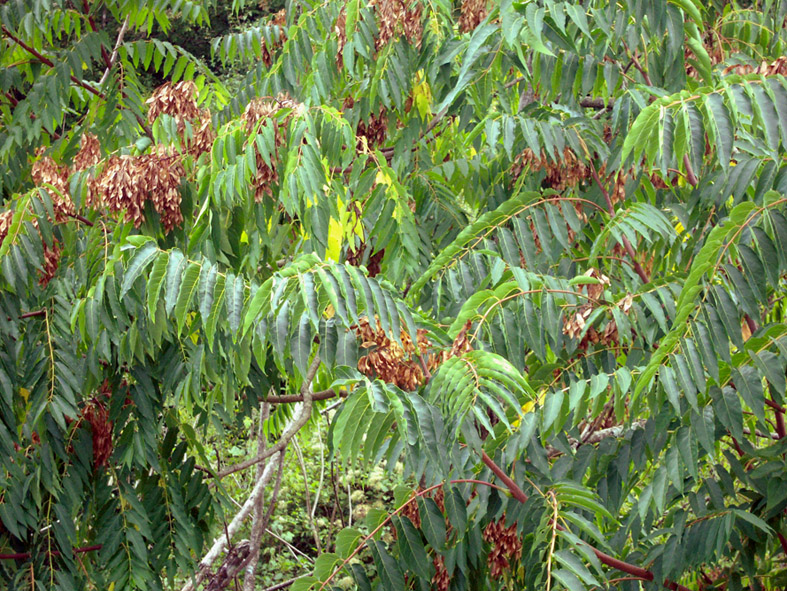 Изображение особи Ailanthus altissima.