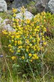 Solidago virgaurea подвид lapponica. Цветущее растение. Мурманская обл., Кольский п-ов, Хибины, долина между массивом Кукисвумчорр и пиком Марченко, к востоку от хр. Пачвумчорр. 03.08.2012.