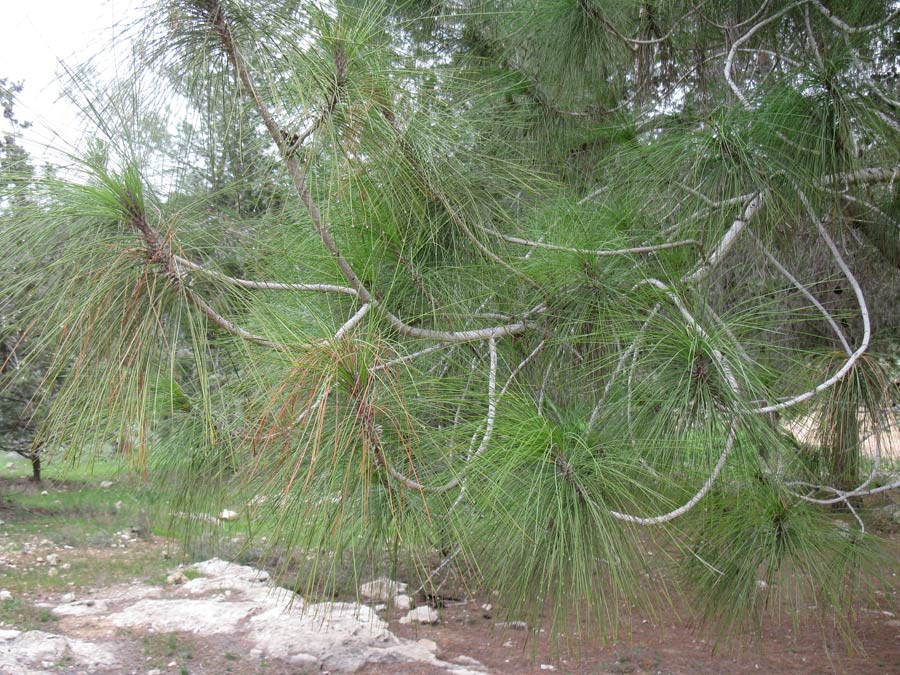 Изображение особи Pinus canariensis.