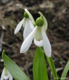 Galanthus panjutinii