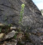 Sideritis montana