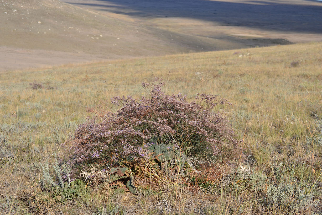 Изображение особи Limonium scoparium.