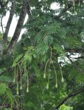 Parkia speciosa. Ветви с молодыми соцветиями. Таиланд, национальный парк Си Пханг-нга. 19.06.2013.