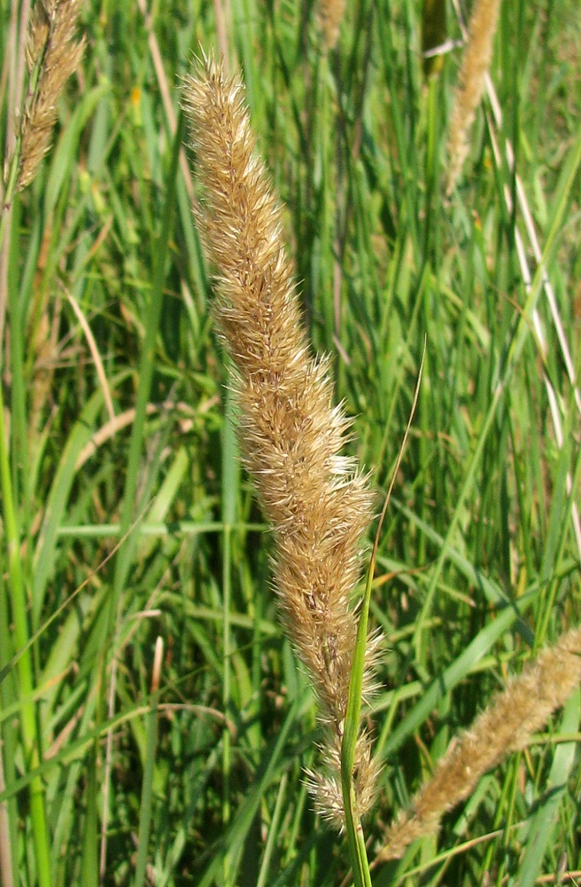 Изображение особи Calamagrostis glomerata.