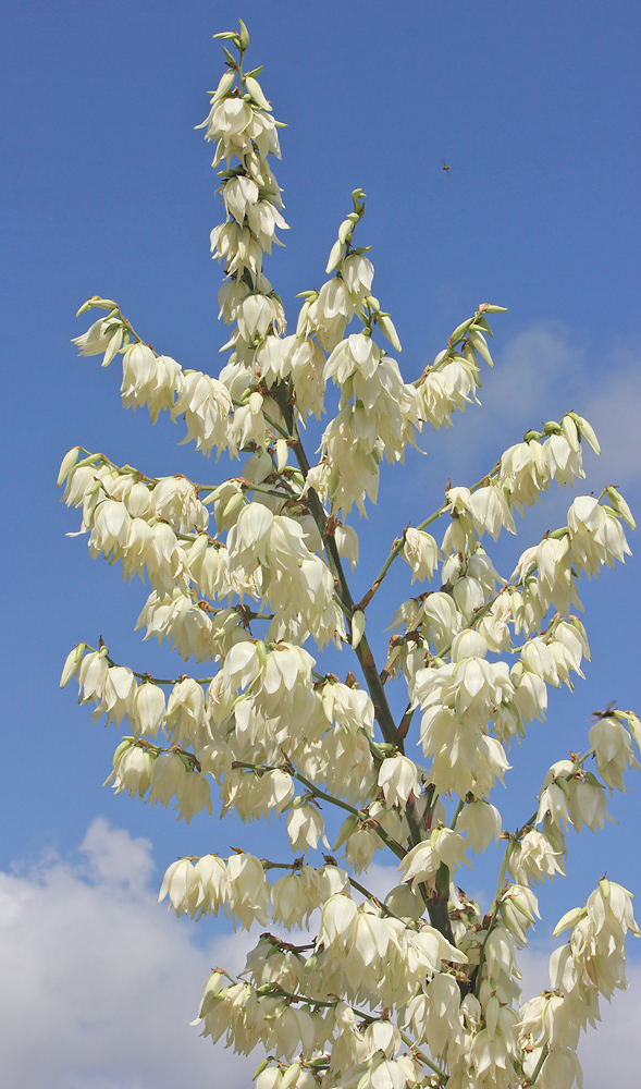 Изображение особи Yucca filamentosa.