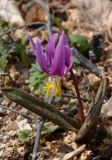 Erythronium sibiricum