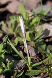 Colchicum kesselringii. Расцветающее растение. Южный Казахстан, левобережье Сыр-Дарьи выше Сюткента. 28.03.2014.