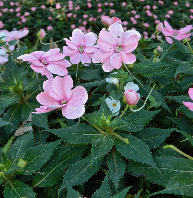 Изображение особи Impatiens hawkeri.