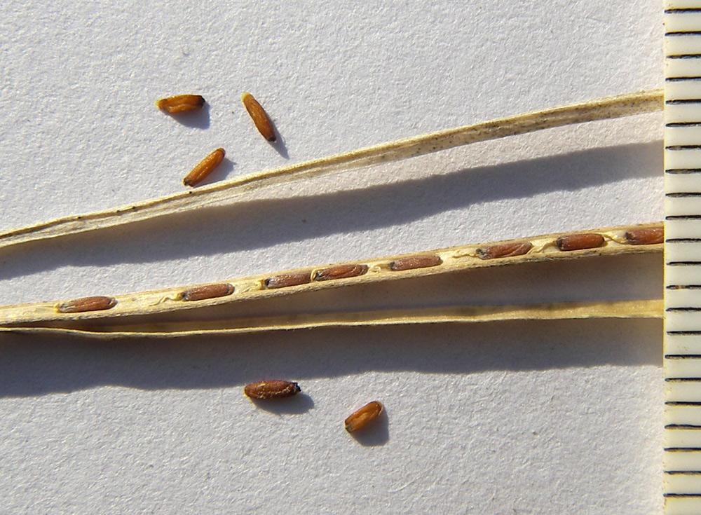 Image of Erysimum callicarpum specimen.