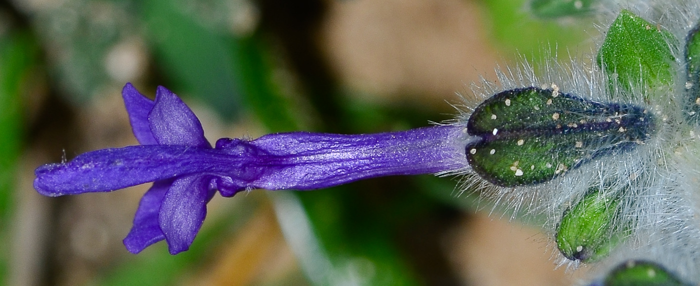 Изображение особи Salvia lanigera.