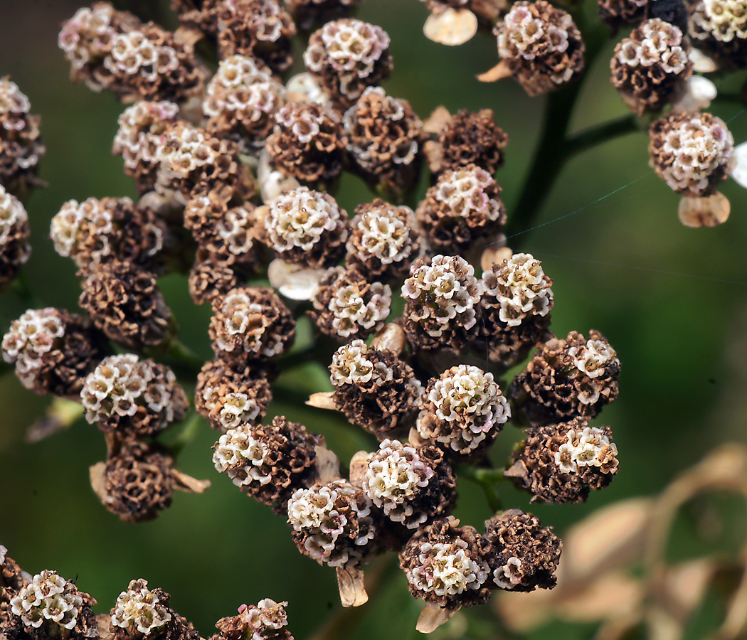 Изображение особи Achillea millefolium.