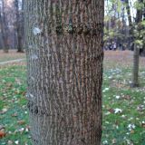 Acer saccharinum. Часть ствола. Москва, Царицыно, парк музея-заповедника, в культуре. 01.11.2015.