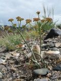 Ferula sugatensis