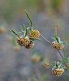 Artemisia macrocephala