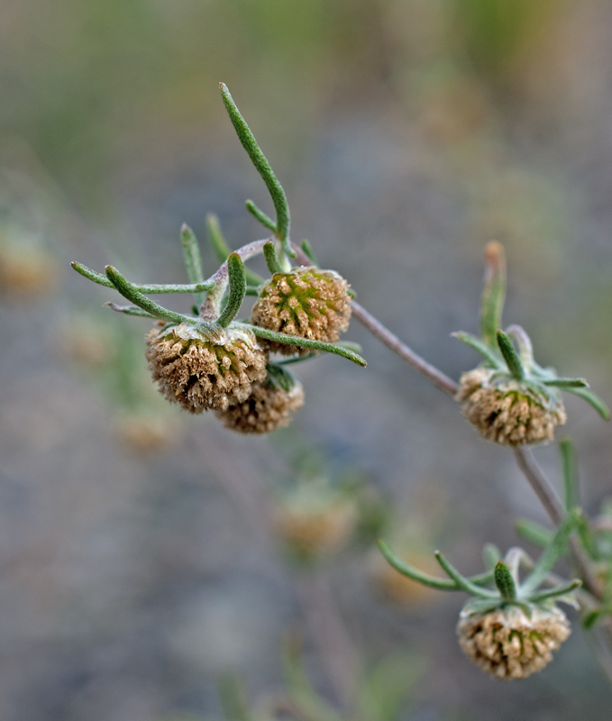 Image of Artemisia macrocephala specimen.