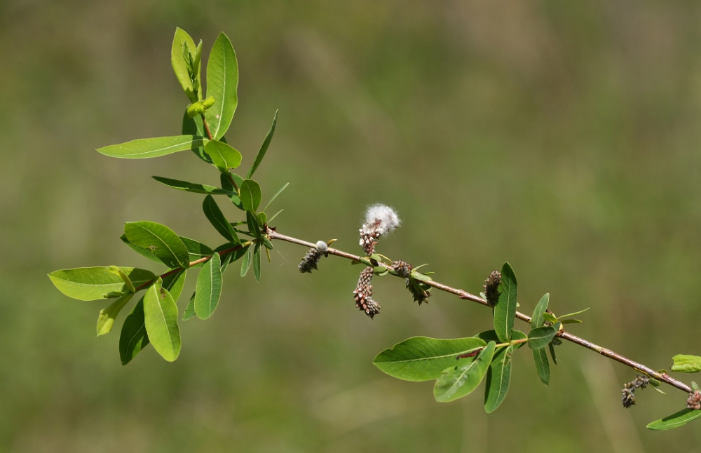 Image of Salix integra specimen.