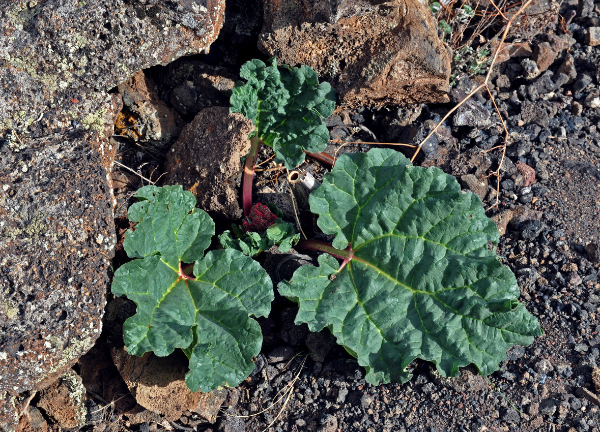 Изображение особи Rheum rhabarbarum.