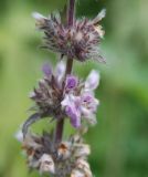 Stachys balansae. Часть соцветия. Адыгея, окр. плато Лагонаки. 17.08.2008.