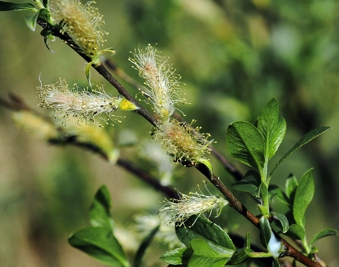 Изображение особи Salix myrsinifolia.