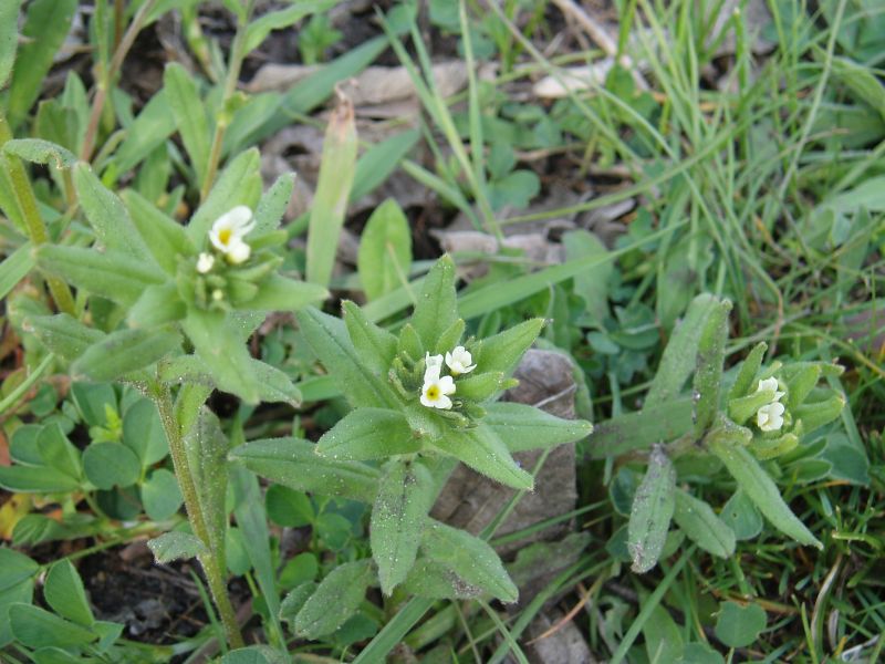 Изображение особи Buglossoides rochelii.