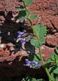 Lophanthus chinensis. Часть побега с соцветиями. Монголия, аймак Архангай, вулкан Хэрийин, ≈ 2200 м н.у.м., каменистый склон. 06.06.2017.