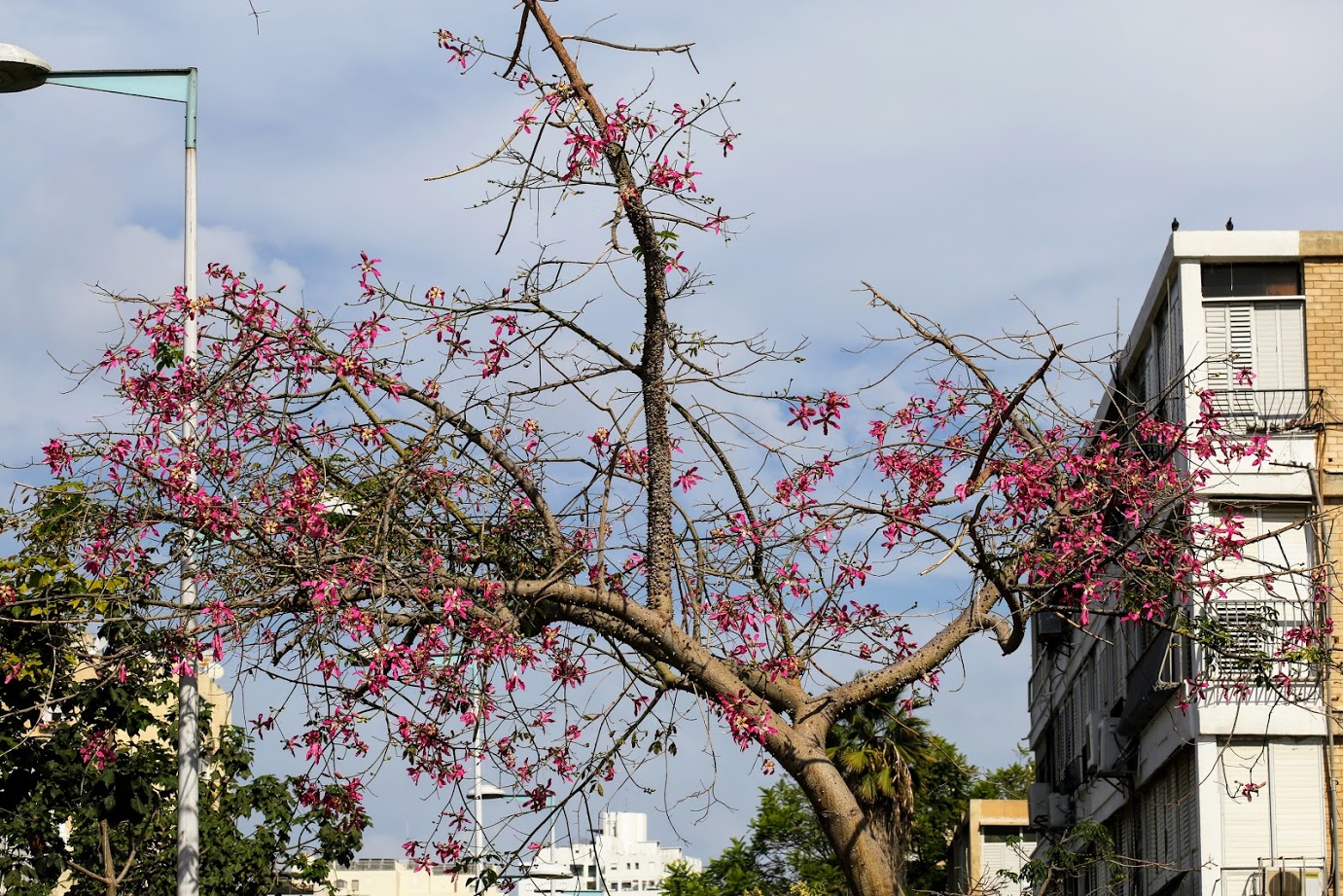 Изображение особи Ceiba speciosa.