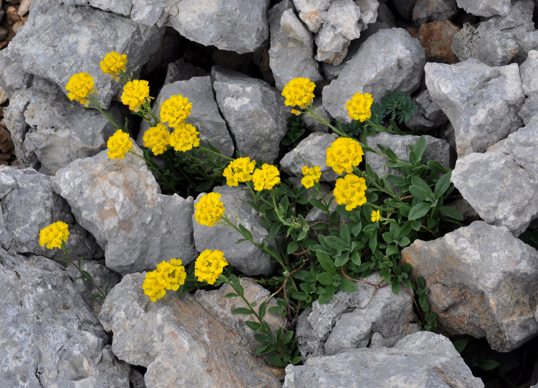 Изображение особи Alyssum oschtenicum.