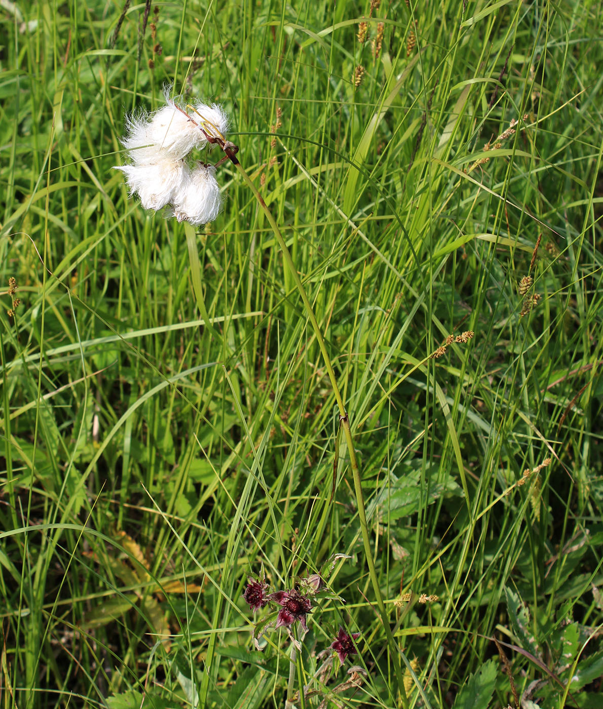 Изображение особи Eriophorum angustifolium.