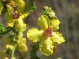 Verbascum pyramidatum. Цветки. ЮЗ Крым, Варнутская долина, окр. с. Резервное, залежь. 08.07.2018.