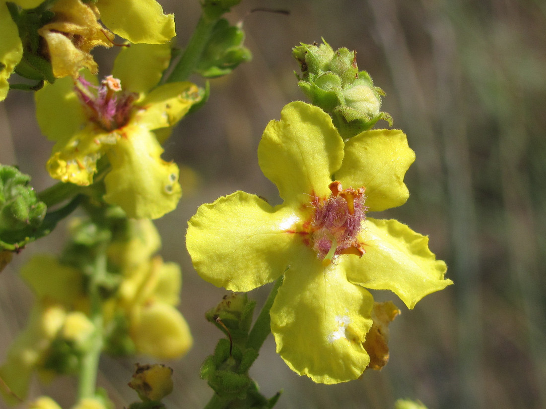 Изображение особи Verbascum pyramidatum.