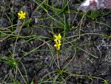 Ranunculus reptans