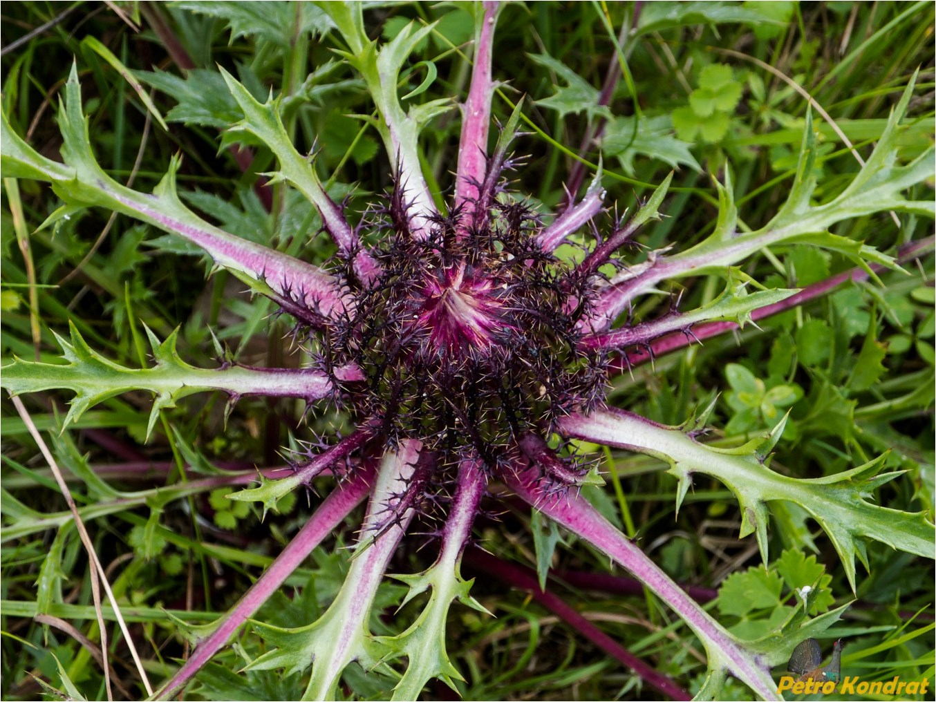 Изображение особи Carlina acaulis.