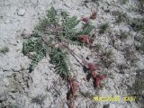 Astragalus prilipkoanus
