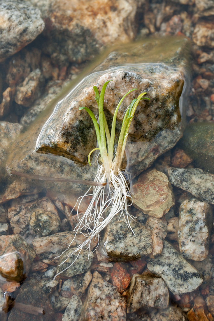 Изображение особи Lobelia dortmanna.