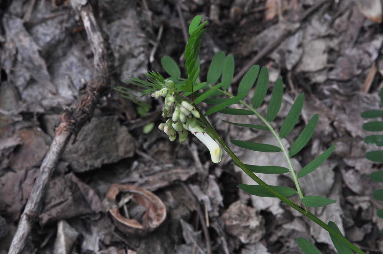 Изображение особи род Vicia.