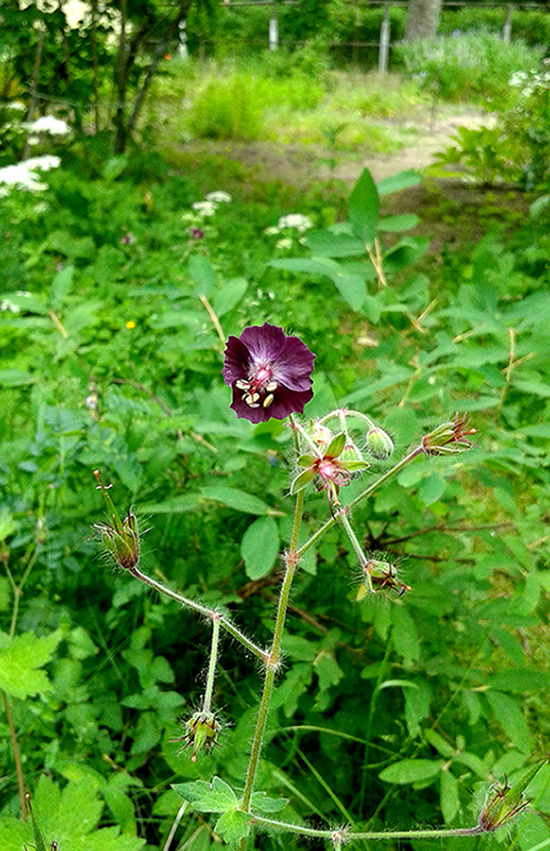 Изображение особи Geranium phaeum.