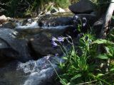 Mertensia pubescens. Цветущее растение над ручьем. Магаданская обл., окр. г. Магадан, п-ов Старицкого, горный руч. Холодный, каменистый берег. 28.07.2019.