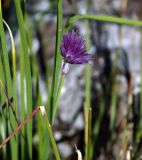 Allium schoenoprasum. Соцветие. Юг Красноярского края, Курагинский р-н, берег реки Шинда. 20.08.2010.