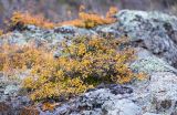 Spiraea trilobata