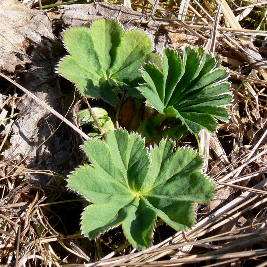 Изображение особи род Alchemilla.