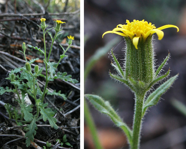 Изображение особи Senecio viscosus.