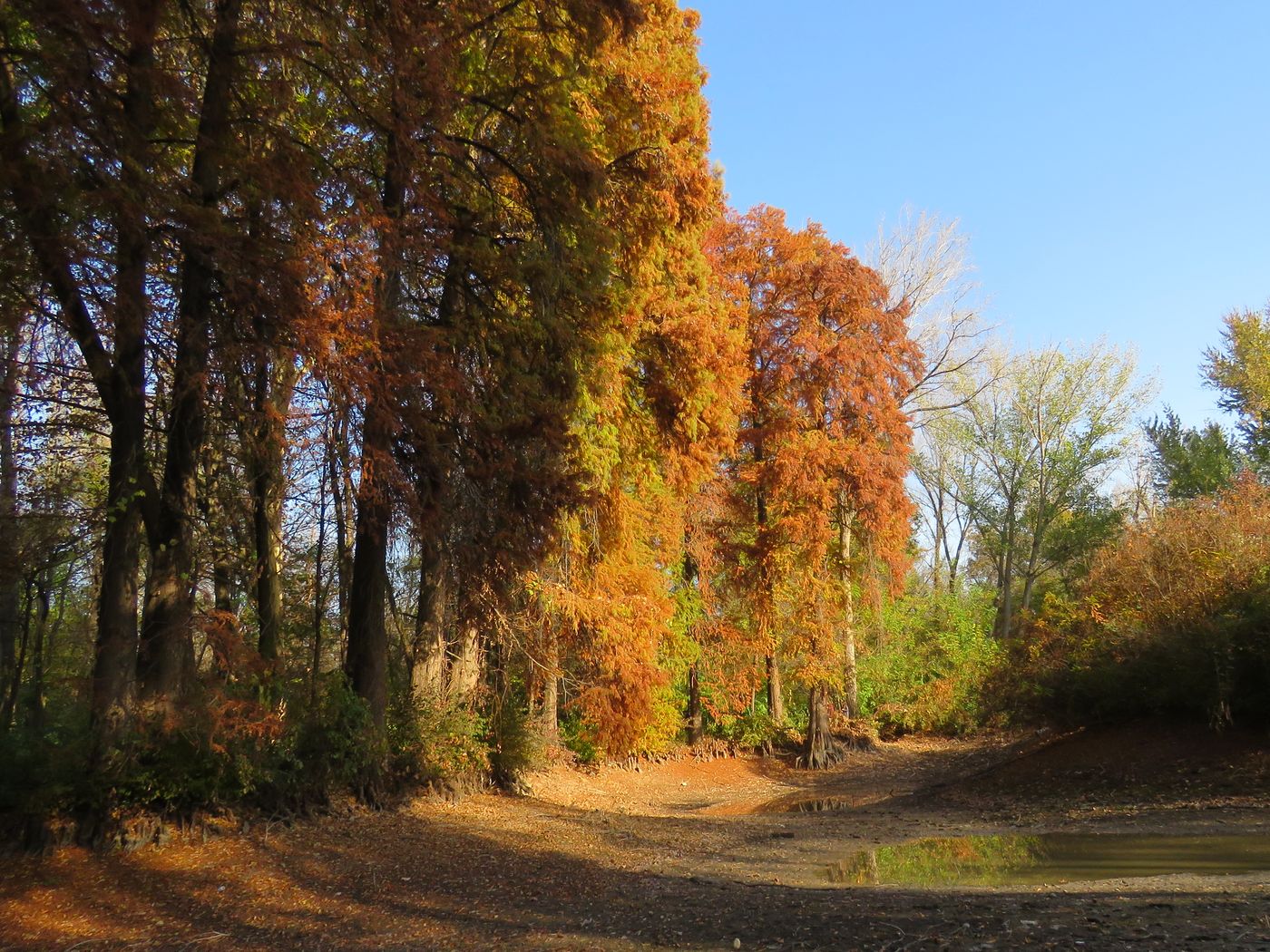 Изображение особи Taxodium distichum.