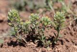 Alyssum minutum