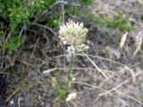 Allium leptomorphum. Соцветие. Казахстан, Чу-Илийские горы, близ перевала Курдай. 21.06.2022.