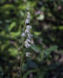 Goodyera repens