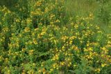 Hypericum maculatum. Заросль цветущих растений (в сообществе с Anthriscus sylvestris, Chamaenerion angustifolium и Agrostis). Мурманская обл., Кольский р-н, долина р. Титовка ниже автодороги А138 Мурманск — Печенга, окр. Мельничных водопадов, верхняя часть склона долины, травяно-кустарничковый березняк, поляна, разнотравный луг. 02.08.2022.