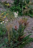 Filipendula vulgaris