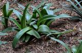 Haemanthus albiflos